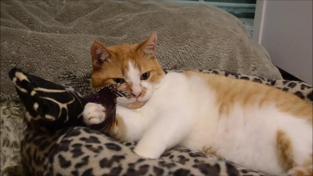 Kattenpraat
