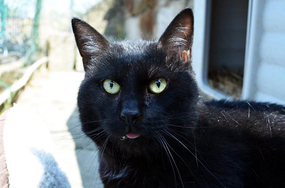 Kattenpraat