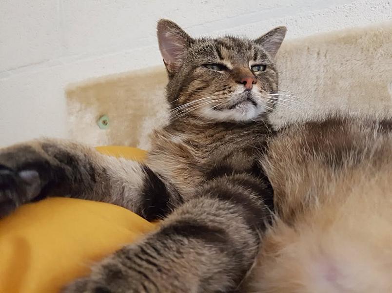 Kattenpraat