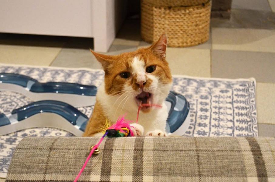 Kattenpraat