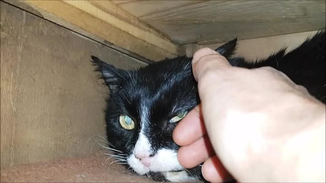 Kattenpraat