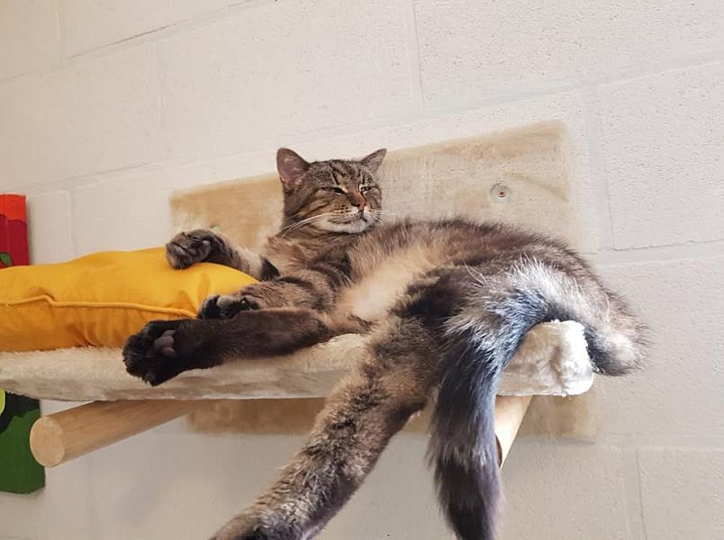 Kattenpraat