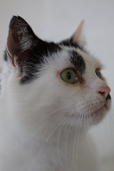 Kattenpraat