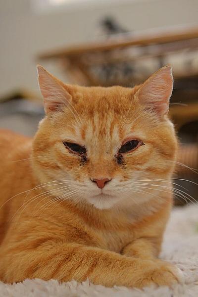Kattenpraat