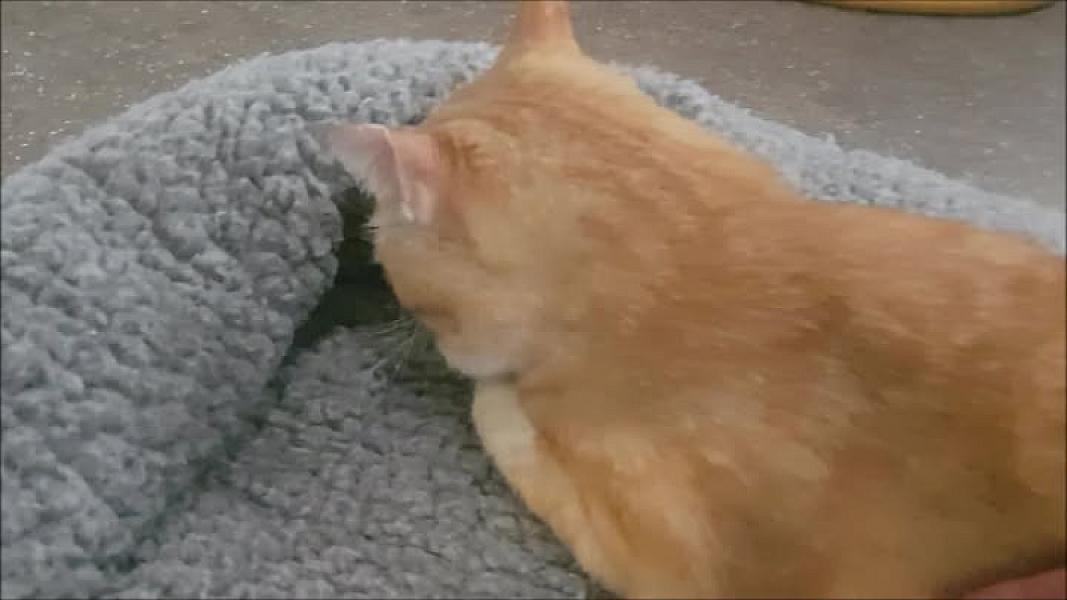 Kattenpraat