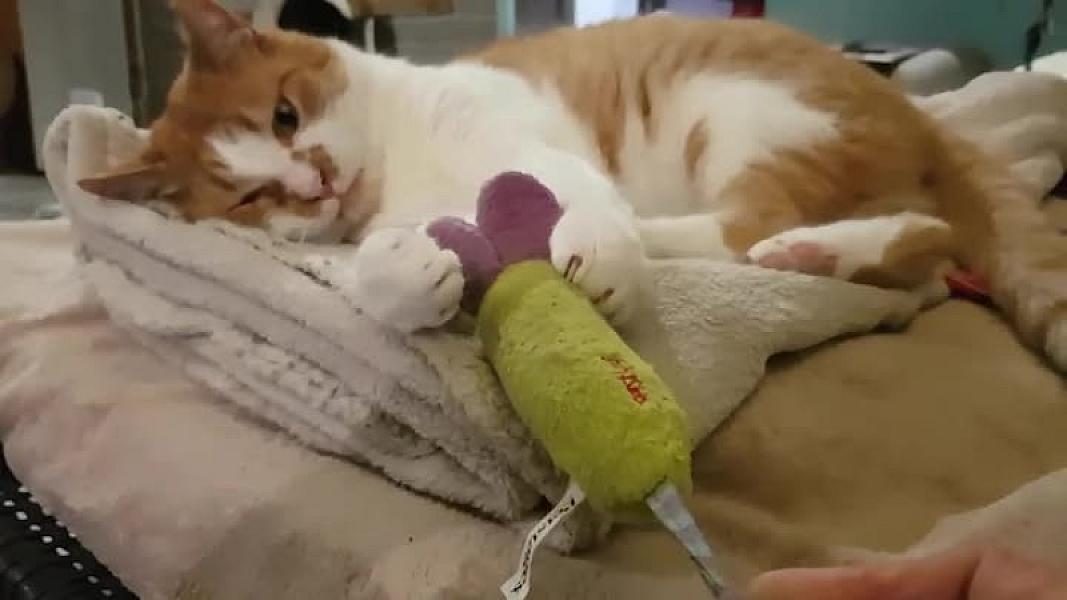 Kattenpraat