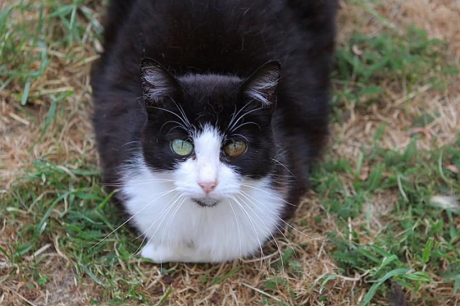 Kattenpraat