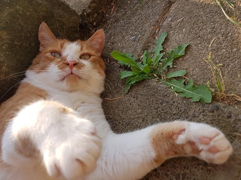 Kattenpraat