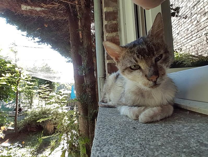 Kattenpraat