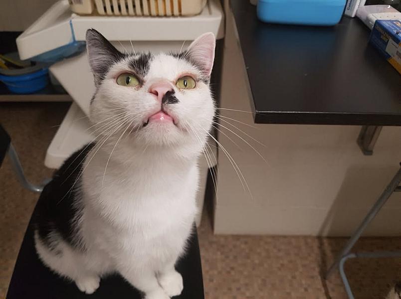 Kattenpraat