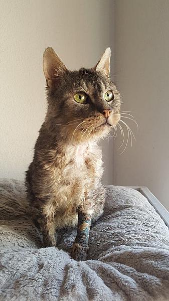 Kattenpraat