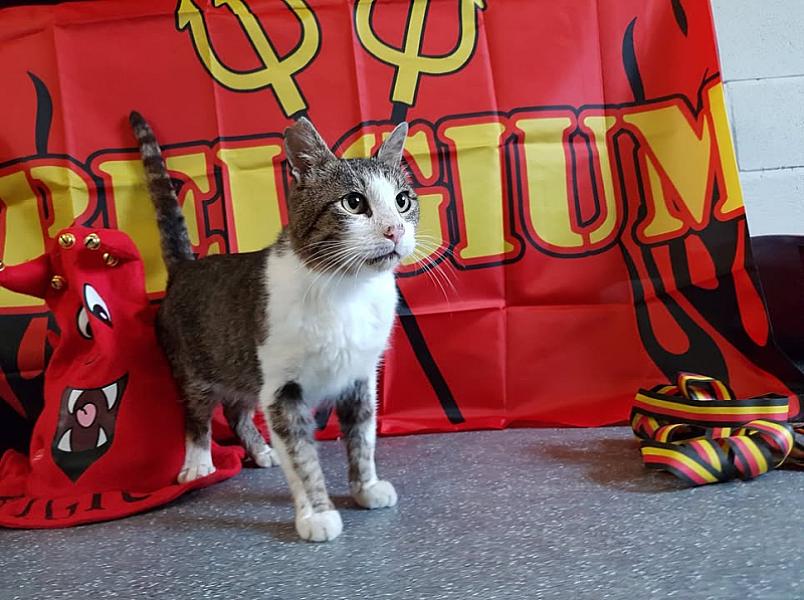 Kattenpraat