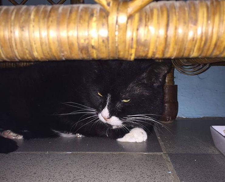 Kattenpraat