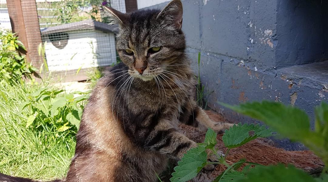 Kattenpraat