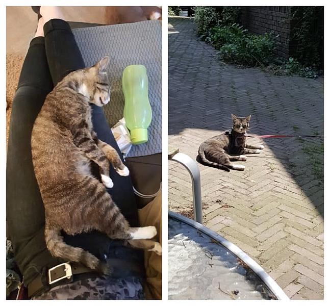 Kattenpraat