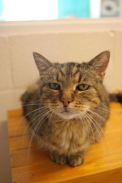 Kattenpraat