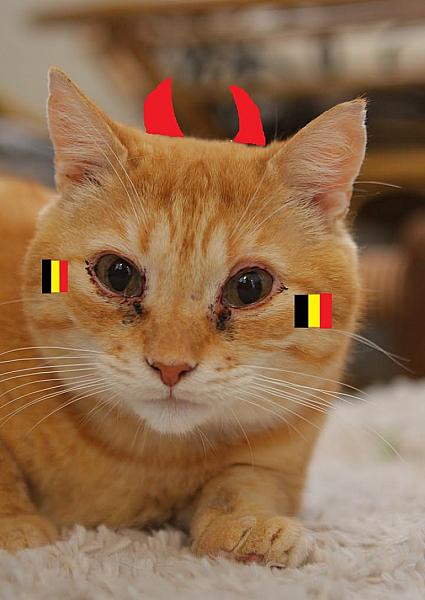 Kattenpraat