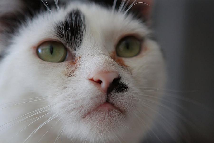 Kattenpraat