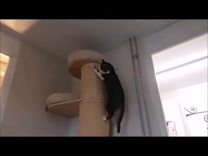Kattenpraat