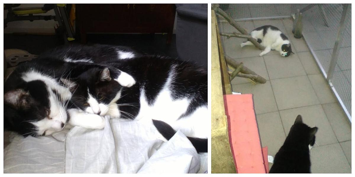 Kattenpraat
