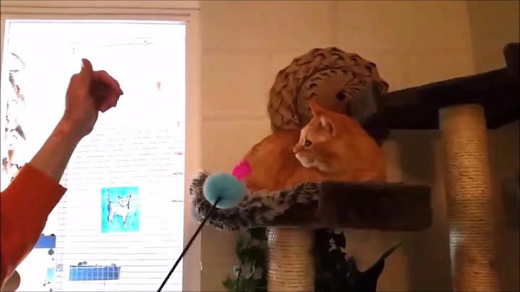 Kattenpraat