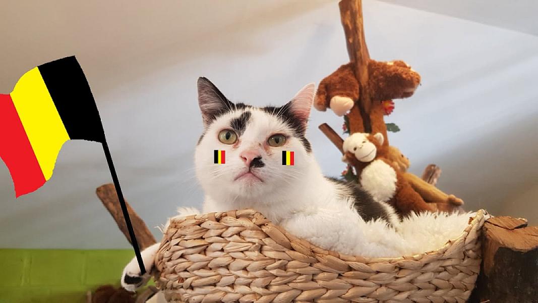 Kattenpraat