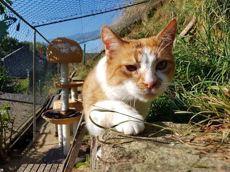 Kattenpraat