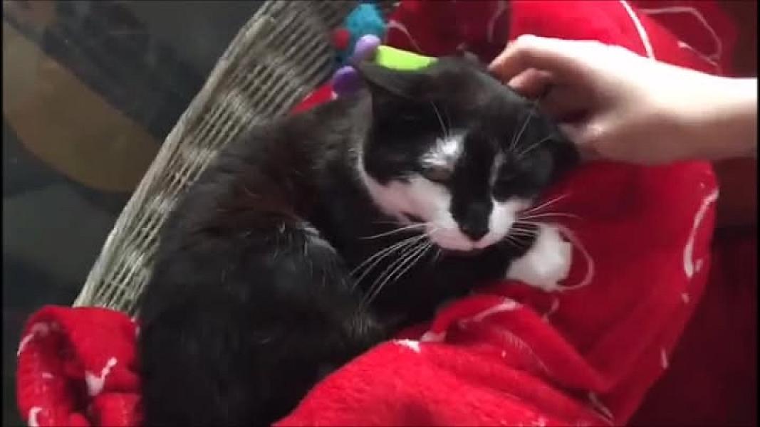 Kattenpraat