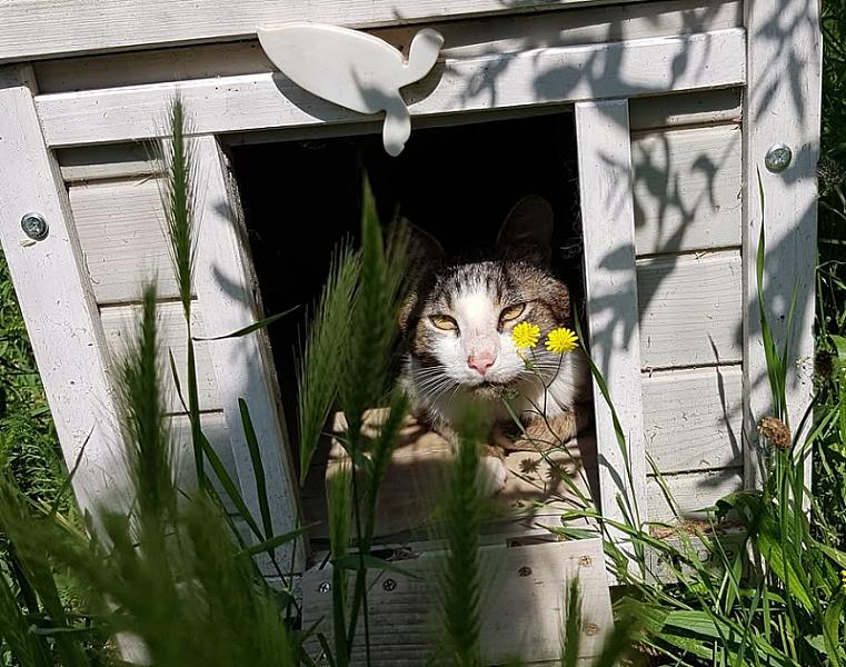 Kattenpraat