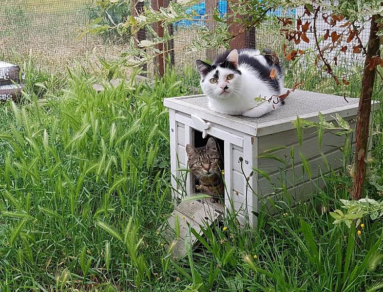 Kattenpraat