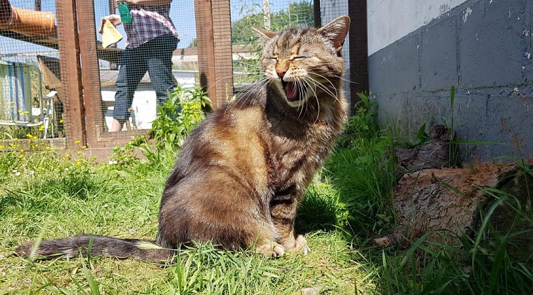 Kattenpraat