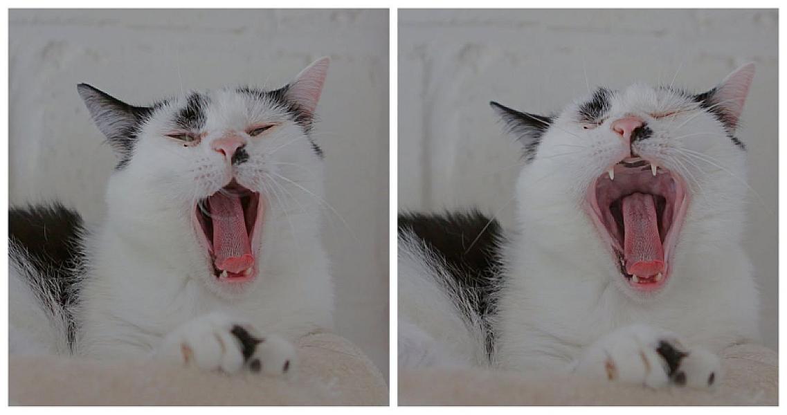 Kattenpraat