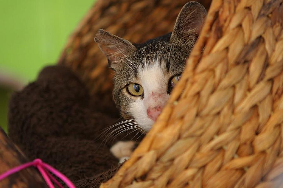 Kattenpraat