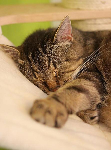 Kattenpraat