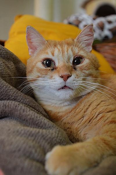 Kattenpraat