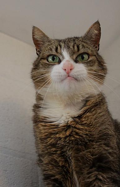 Kattenpraat