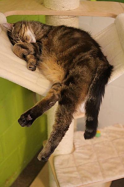 Kattenpraat