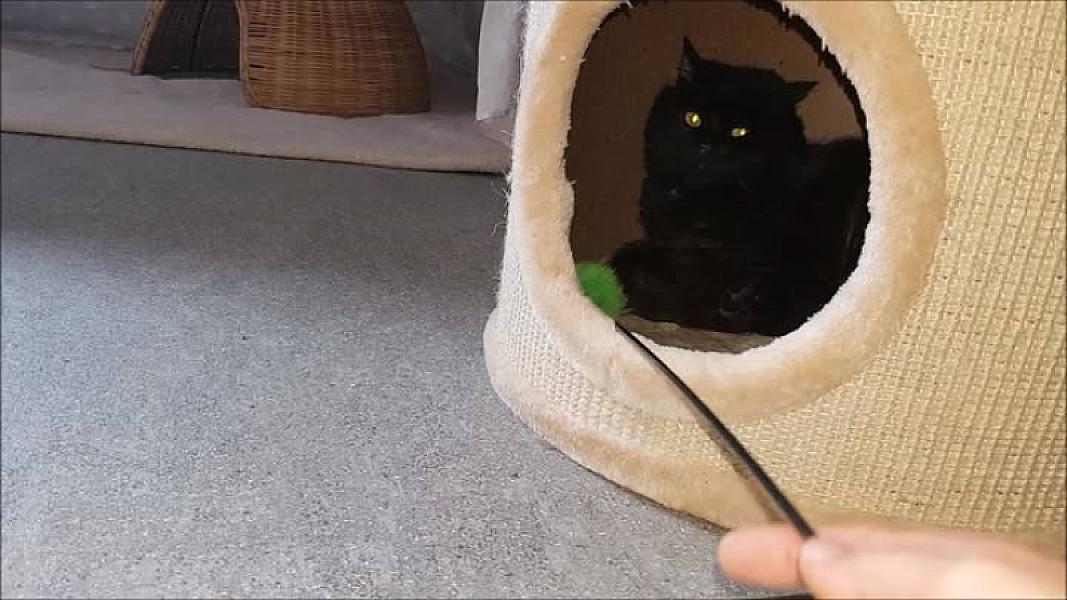 Kattenpraat