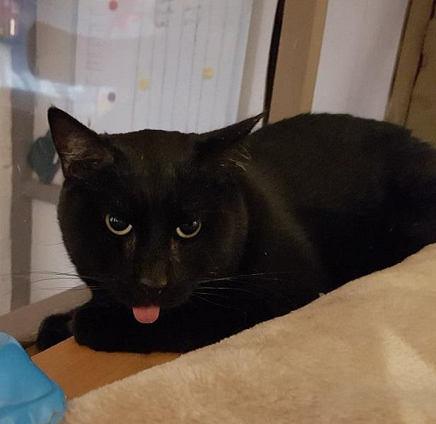 Kattenpraat