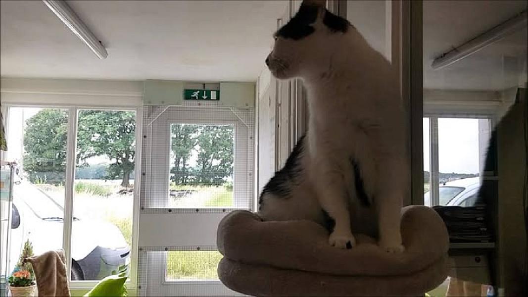 Kattenpraat