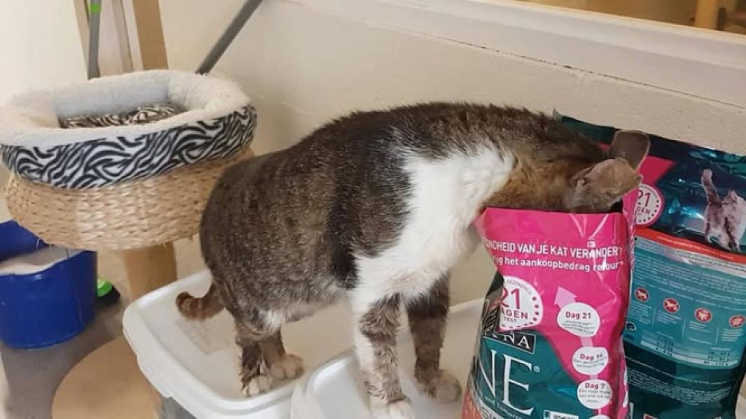 Kattenpraat