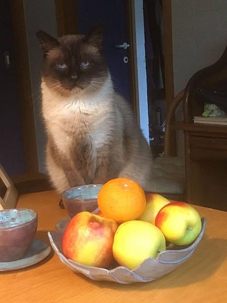 Kattenpraat