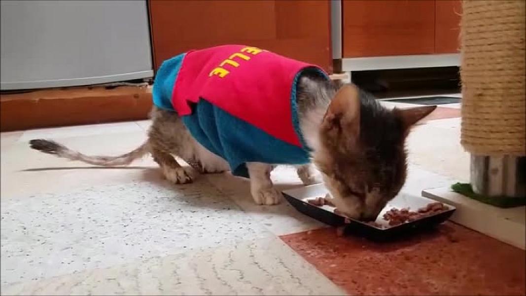 Kattenpraat