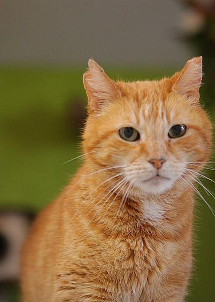Kattenpraat