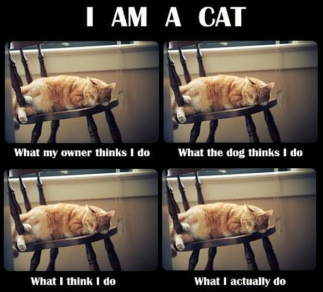 Kattenpraat