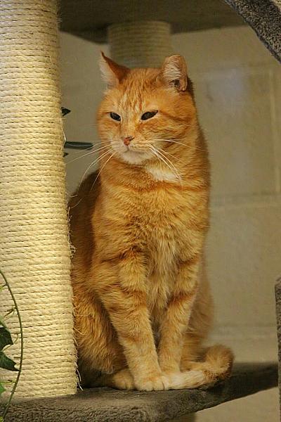 Kattenpraat
