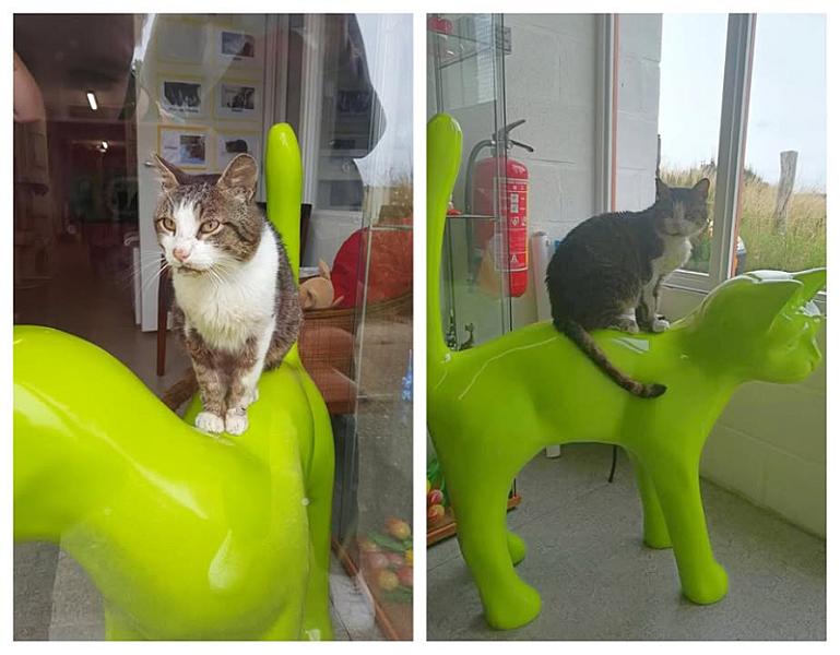 Kattenpraat