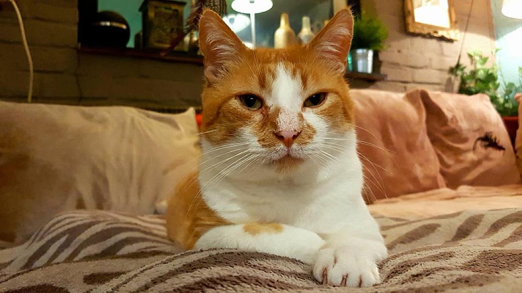 Kattenpraat