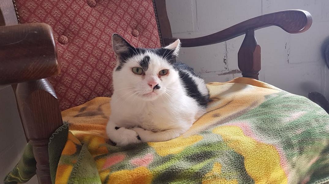 Kattenpraat