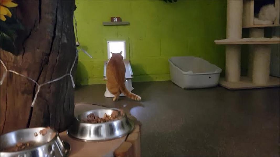 Kattenpraat